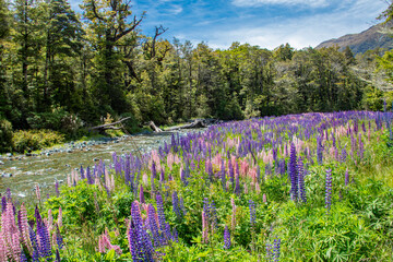 the  wild perennial lupine (Lupinus perennis) in Cascade Creek Historic Camp site in South island...