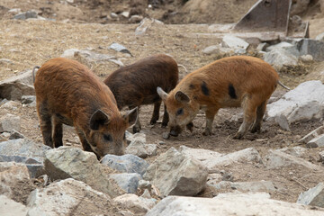 pigs in the mud