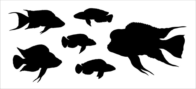 Silhouette of cichlids from the Tanganyika lake. Vector drawing with aquarium fish. 