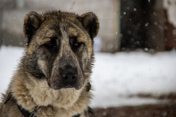 dog in snow
