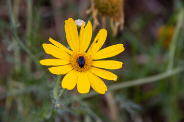 yellow flower in the garden
