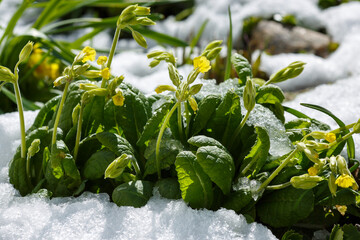 Primroses in the snow in the spring garden. An early-flowering plant in the snow