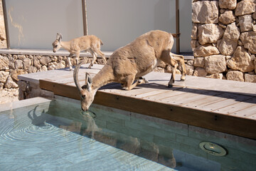 ibex on the pool