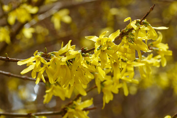 Forsythia flowers, Golden Bell, Border Forsythia (Forsythia x intermedia, europaea) blooming in...