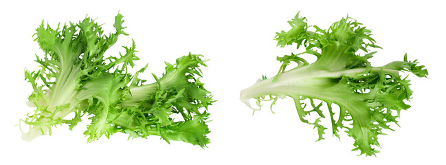 Fresh green leaves of endive frisee chicory salad isolated on white background with  full depth of field. Top view. Flat lay - obrazy, fototapety, plakaty