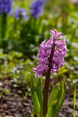 Beautiful hyacinth flowering in spring field. Close-up of purple hyacinth flower meadow. Many hyacinth flowers in winter garden. Early spring hyacinth flowers as background or greeting card