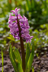 Bright yelloww narcissus flowers. Flower bed with drift yellow. Narcissus flower also known as daffodil, daffadowndilly, narcissus, and jonquil in springtime. Bulbous plants in the garden