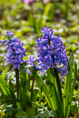 Obraz premium Bright yelloww narcissus flowers. Flower bed with drift yellow. Narcissus flower also known as daffodil, daffadowndilly, narcissus, and jonquil in springtime. Bulbous plants in the garden