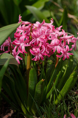 Beautiful hyacinth flowering in spring field. Close-up of purple hyacinth flower meadow. Many hyacinth flowers in winter garden. Early spring hyacinth flowers as background or greeting card