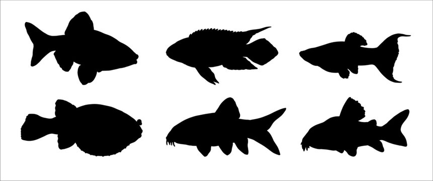 Silhouette drawing with aquarium fish. Vector illustration with kribensis, tetraodon, barb, molly, botia and catfish.