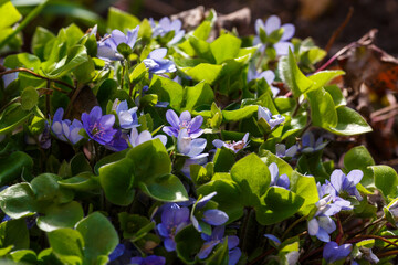 Noble liverwort , or common liverwort ( lat. Hepatica nobilis ) is a herbaceous winter-green plant;...