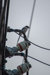 東京港区赤坂4丁目のオナガ