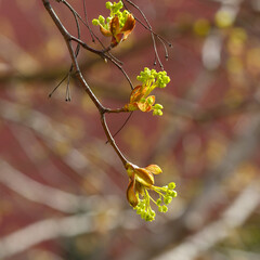 Maple blossoms in spring. Allergy to pollen
