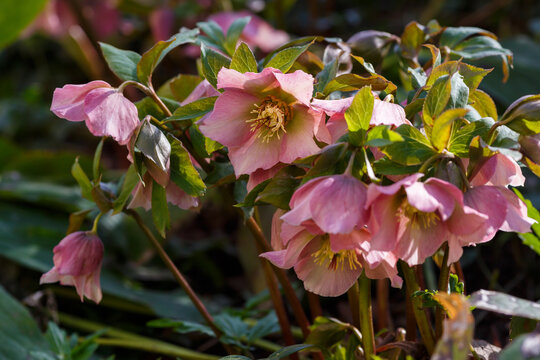 Beautiful Lenten rose, or christmas rose, or lentin rose, or hellebore (Helleborus x hybridus) in spring garden