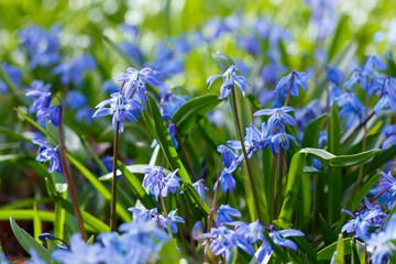  Siberian Scilla ( lat. Scilla siberica ) is a perennial herbaceous bulbous plant, ephemeroid ,...