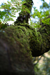 Moos auf einem Ast in Sintra, Portugal