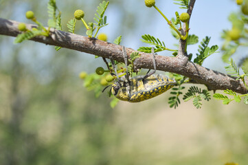 Colorful julodis insect on a leaf, wildlife animal egyptian acacia outdoor