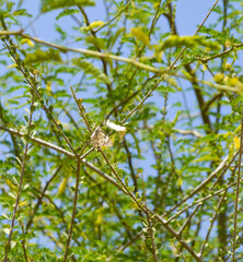 leaves on a tree, summer blue sky background