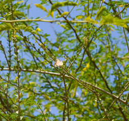 butterfly on a wild tree, green background blue sky