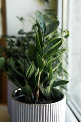 plant with green leaves in a pot