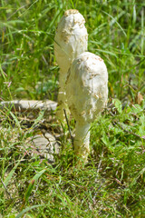 white mushrooms in the forest