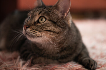 beautiful and calm cat at home