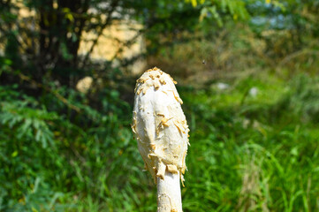 mushroom in the forest, grass environment landscape background