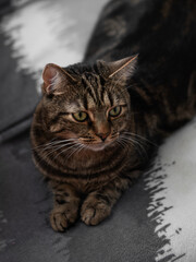 fluffy and beautiful cat looks at you