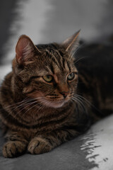 fluffy and beautiful cat looks at you