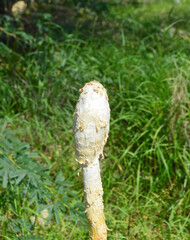 Rain season white podaxis pistillaris mushroom, close up of fungi in grass