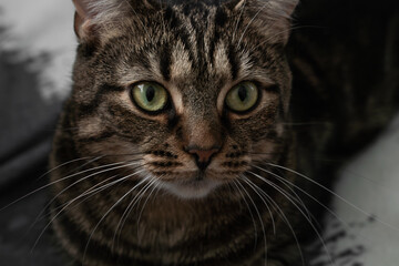 fluffy and beautiful cat looks at you