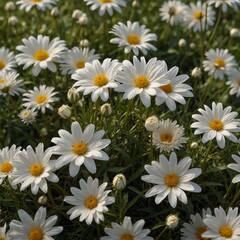 Obraz premium daisies in a garden