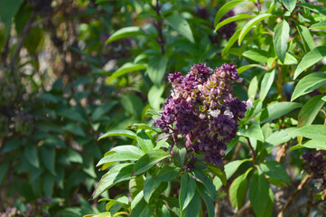 close up of holy basil in home garden, herb plant flower and leaf, nature Tulsi ocimum tenuiflorum flora