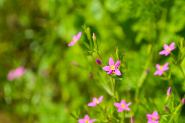 Close up centaurium tenuiflorum pink flowers in the garden. wallpaper natural floral leaf green background