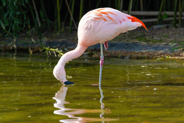close-up portrait of african flamingo walking around in water