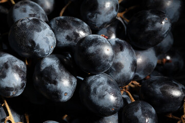 blue grapes macro on black background
