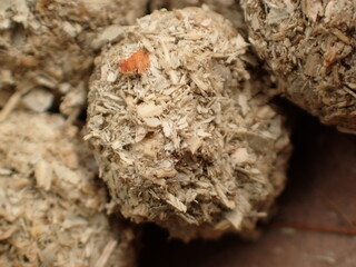 二ホンノウサギのフン