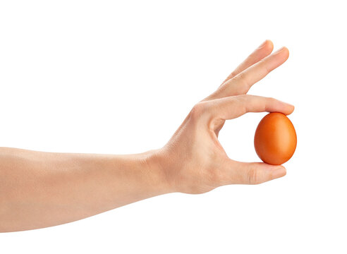 brown egg in hand path isolated on white