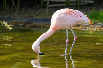 close-up portrait of african flamingo walking around in water