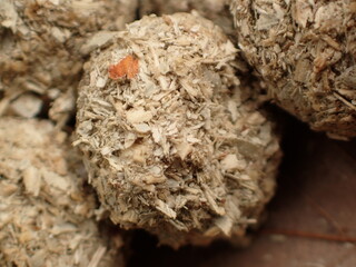 二ホンノウサギのフン