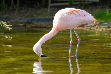 close-up portrait of african flamingo walking around in water