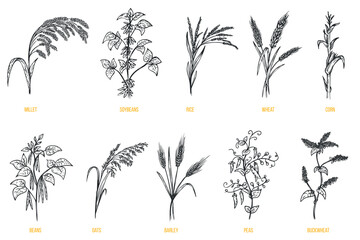 Hand draw agriculture plants millet, soybean, rice, wheat, corn, bean, oat, barley, pea, buckwheat in sketch monochrome style. Vector illustration. © vvvisual