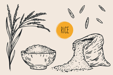 Hand draw rice with seeds in monochrome sketch style. Agriculture organic food plant. Engraving vintage vector illustration.