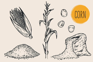 Hand draw corn with seeds in monochrome sketch style. Agriculture organic food plant. Engraving vintage vector illustration.