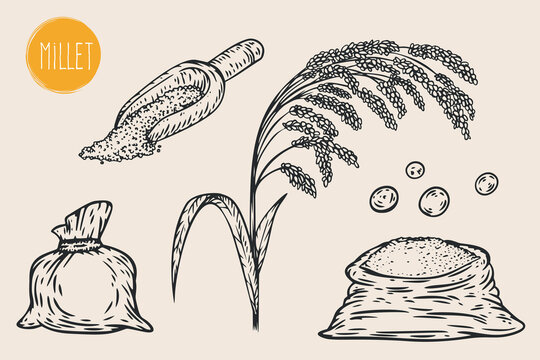 Hand draw millet with seeds in monochrome sketch style. Agriculture organic food plant. Engraving vintage vector illustration.