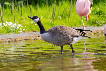 Grey wild goose, cute Water Birds Geese