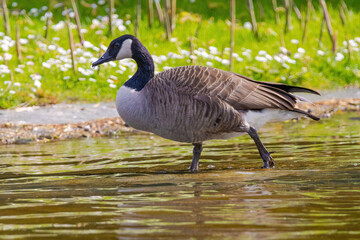 Grey wild goose, cute Water Birds Geese