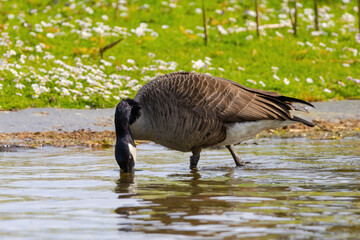 Grey wild goose, cute Water Birds Geese
