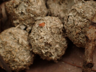 二ホンノウサギのフン