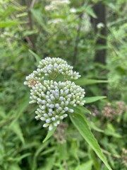 photo of plant on the forest